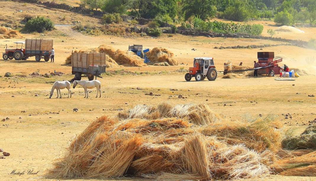 Konya’da kuraklığın içine çizilmiş harman portresi 9